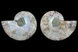 Cut & Polished Ammonite Fossil - Agatized #82316-1